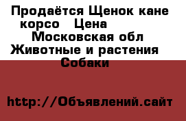Продаётся Щенок кане корсо › Цена ­ 20 000 - Московская обл. Животные и растения » Собаки   